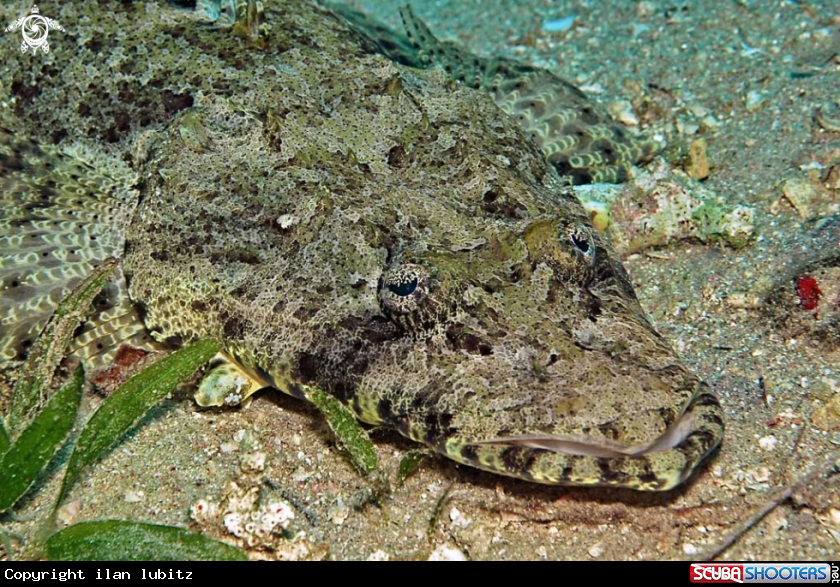 A Crocodilefish