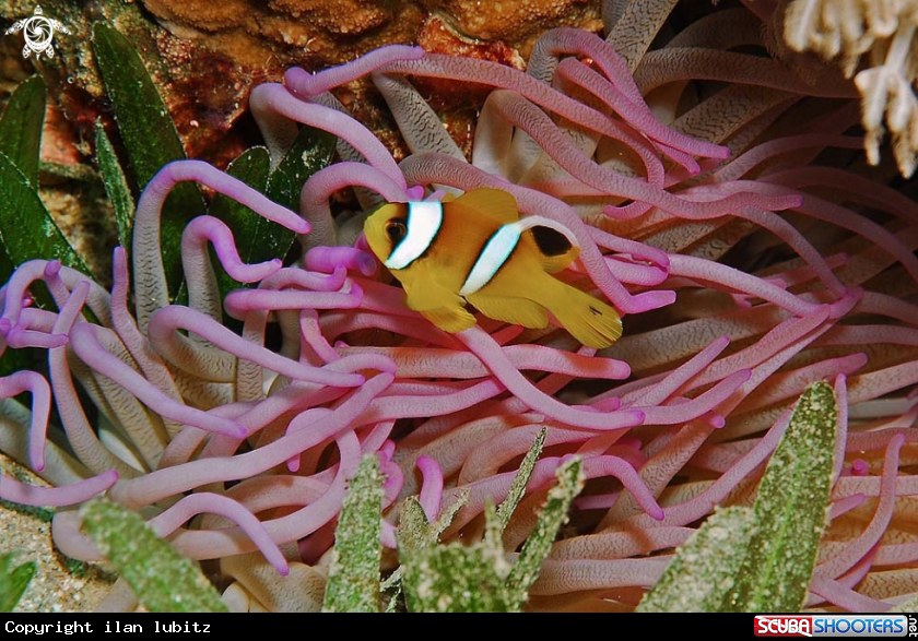 A anemone fish