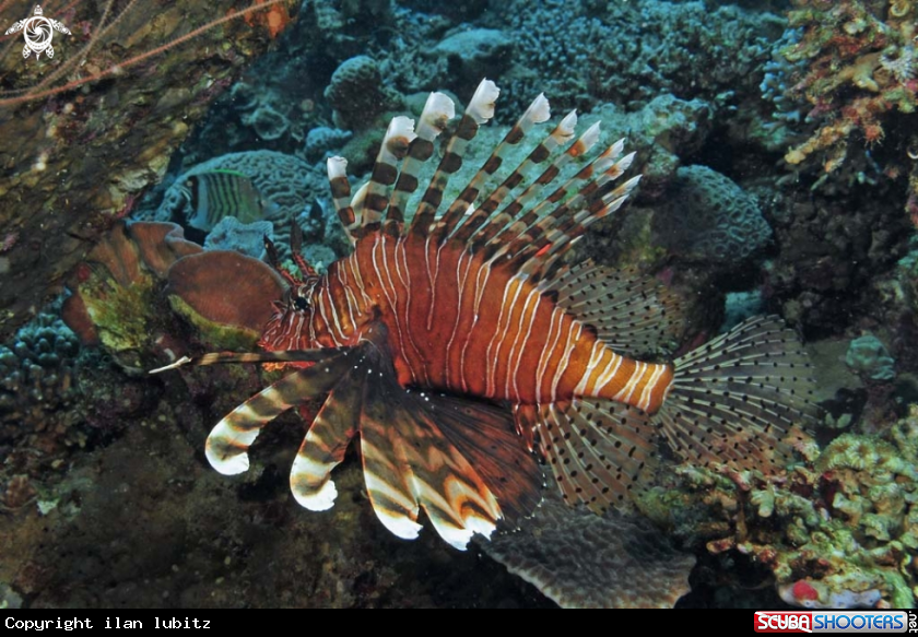 A lion fish