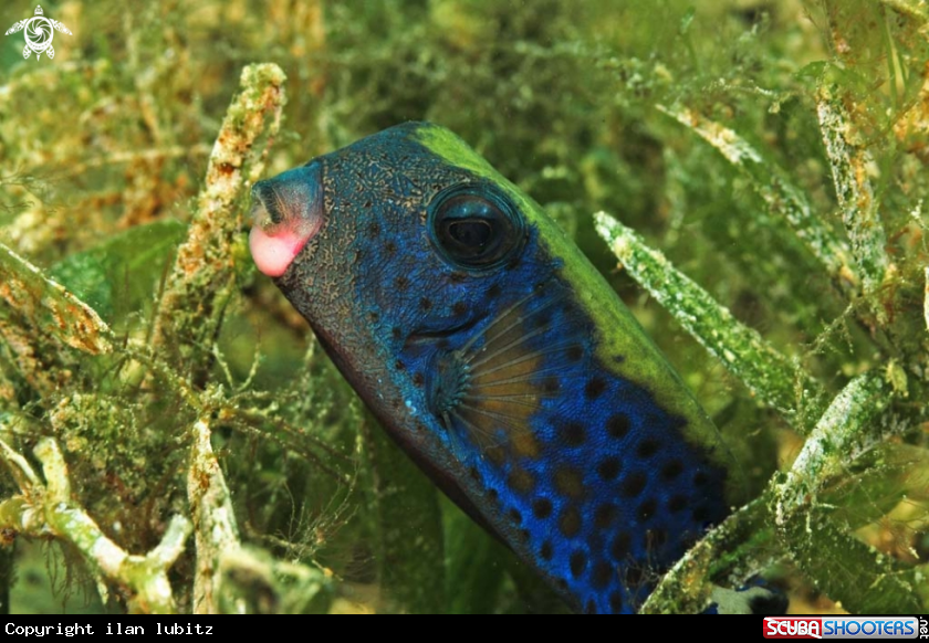 A reef fish