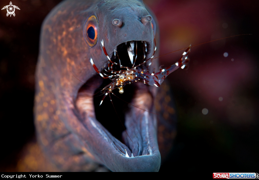 A Moray & Cleaner Shrimp