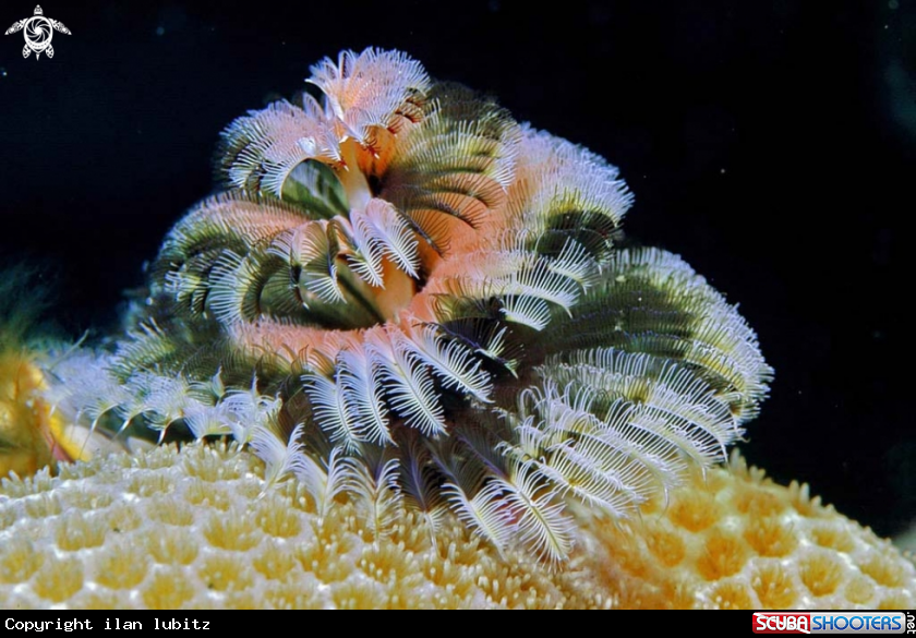 A christmas tree worm