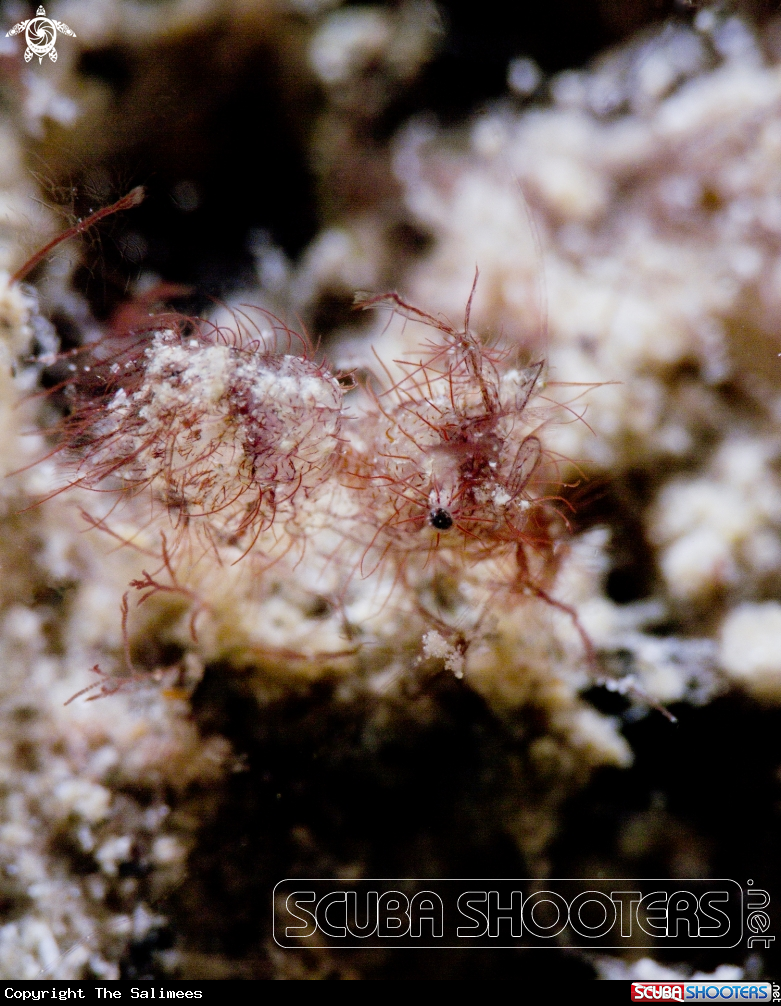 A Hairy Shrimp