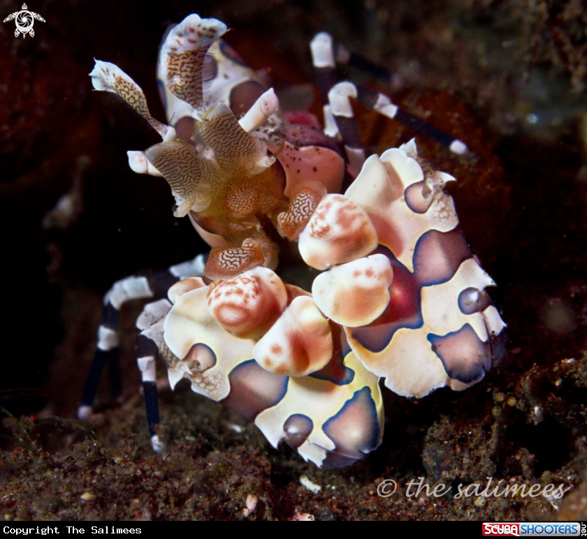 A Harlequin Shrimp