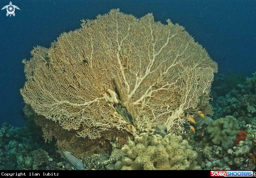 A Gorgonian