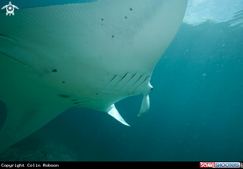 A manta ray