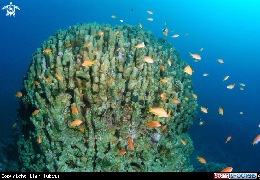 A stony coral