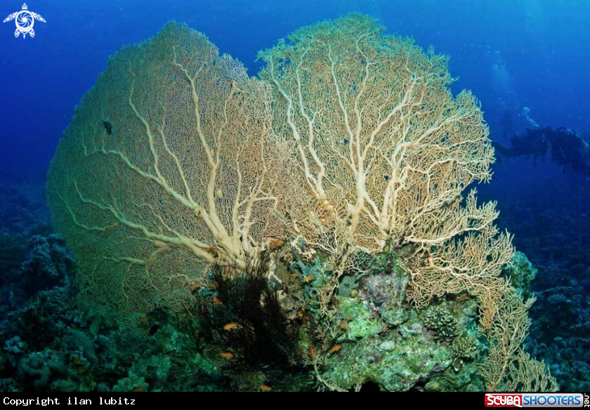 A Gorgonian