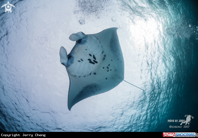 A Manta