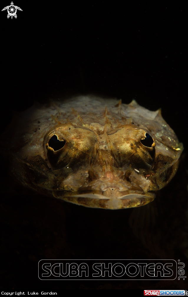 A Flathead