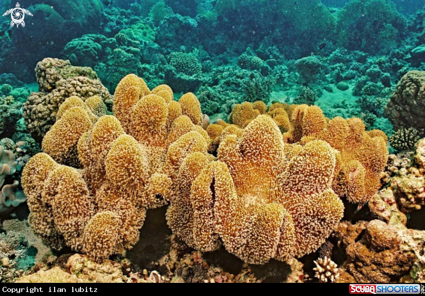 A soft corals