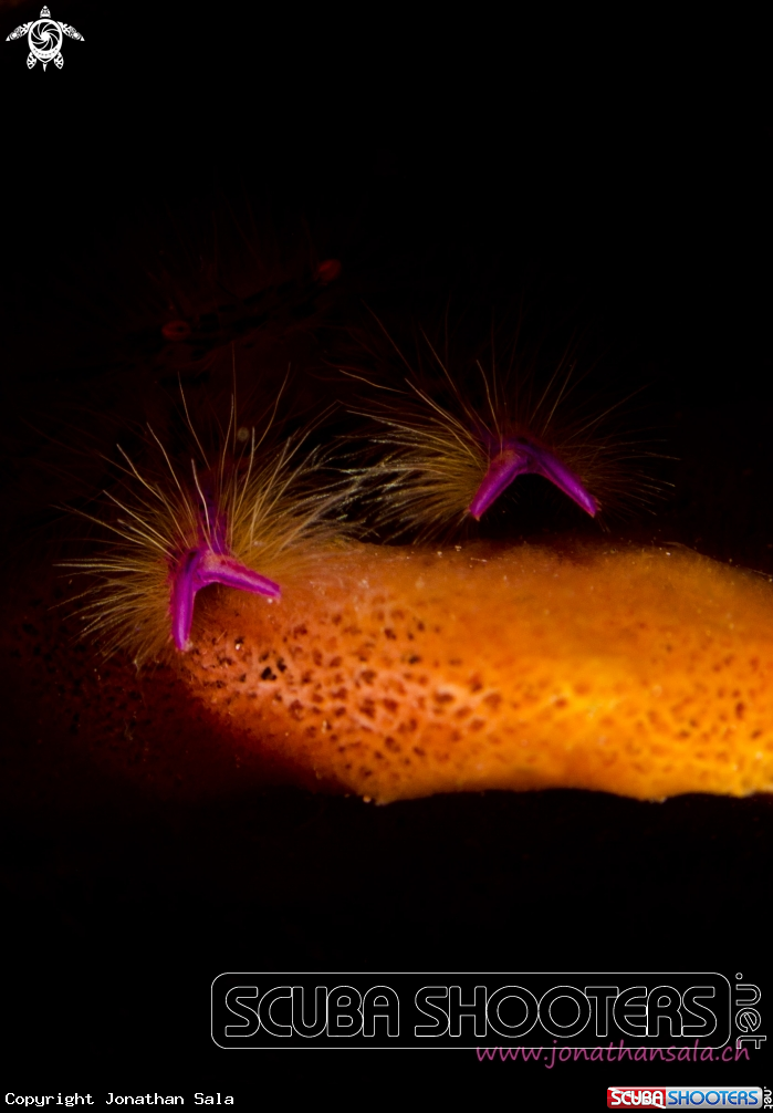 A Squat Lobster