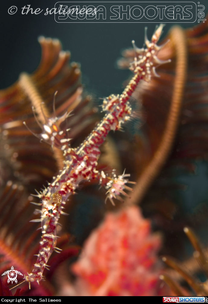 A Ghost Pipefish