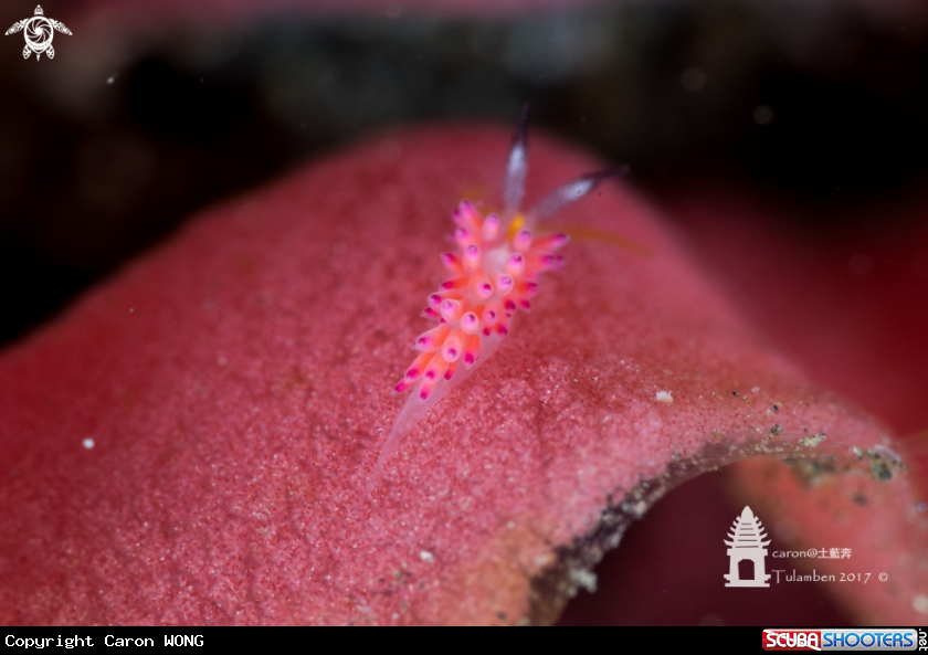 A Nudibranch