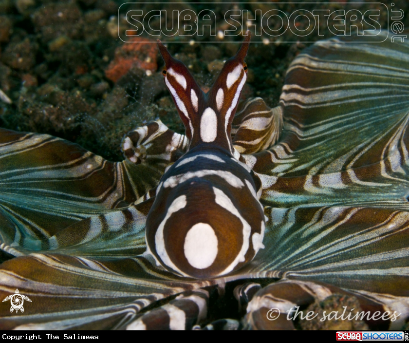 A Mimic Octopus