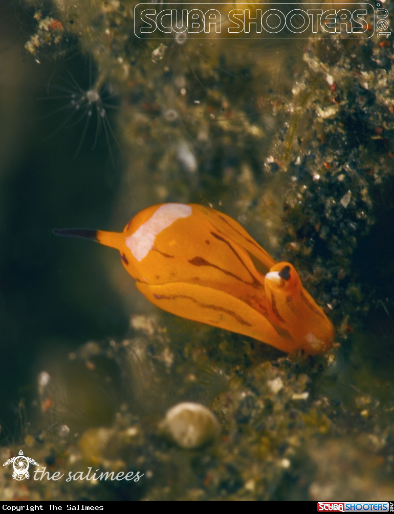 A tiger siphopteron