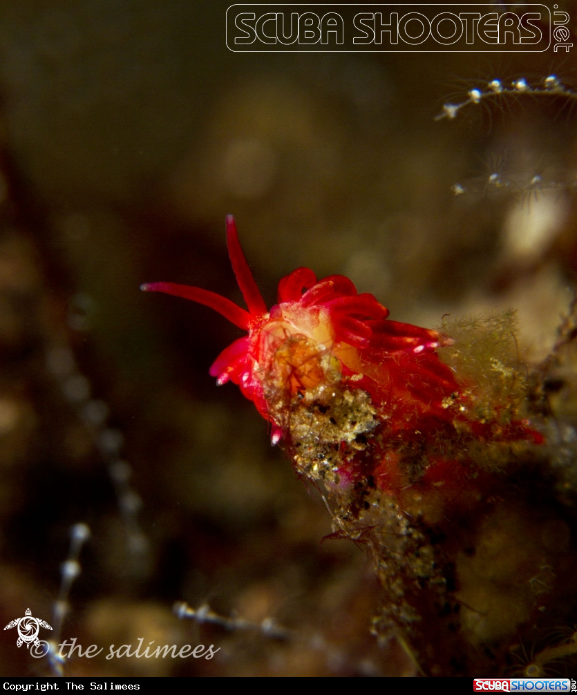 A underwater creature