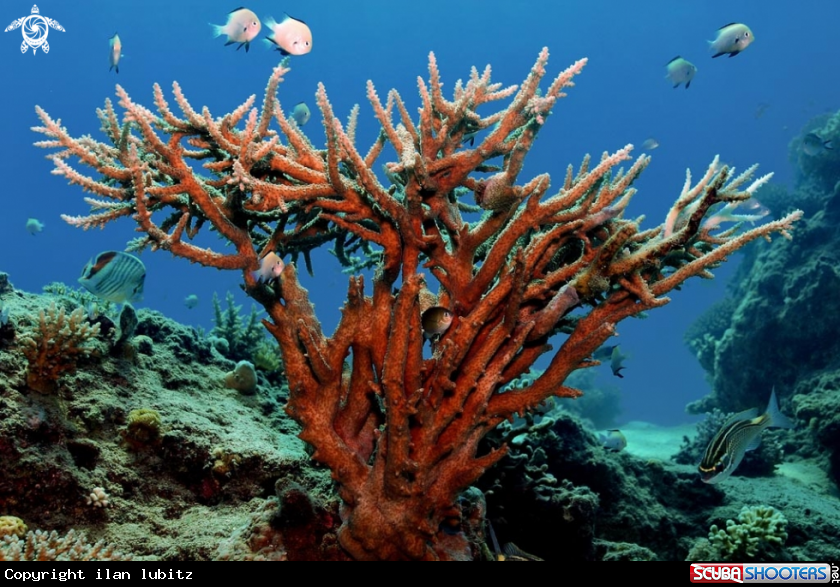 A stony coral