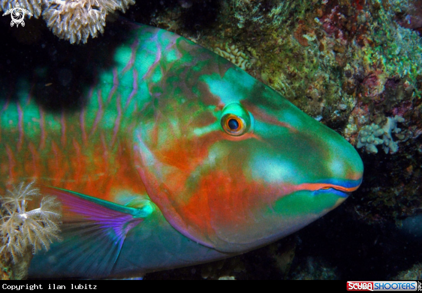 A perrot fish