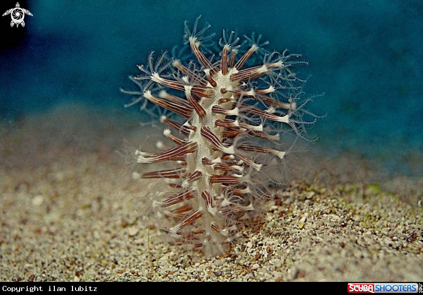 A sea pen