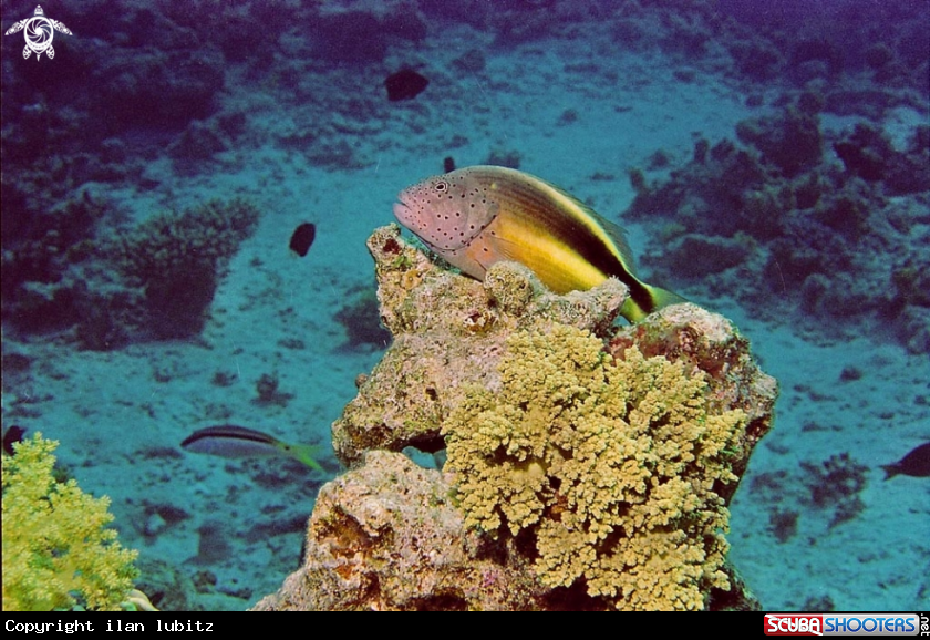 A reef fish