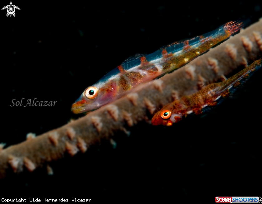 A gobbies on whip coral