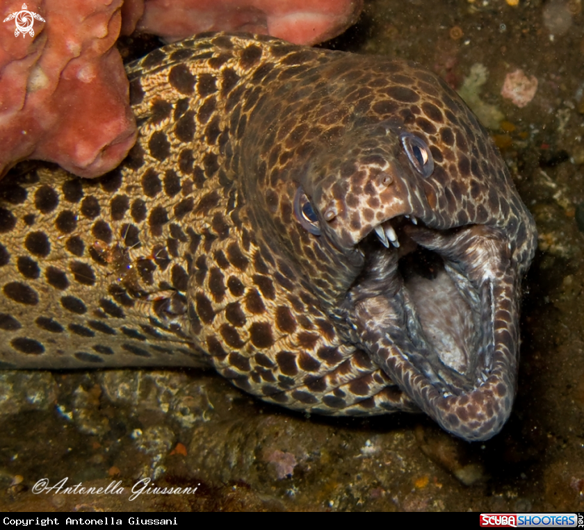 A Moray eel 