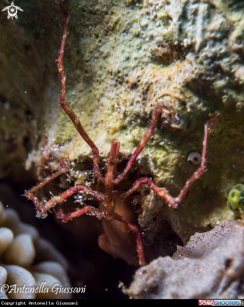 A Sea Spider