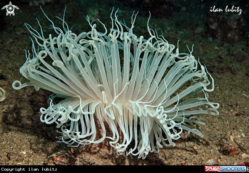 A anemone