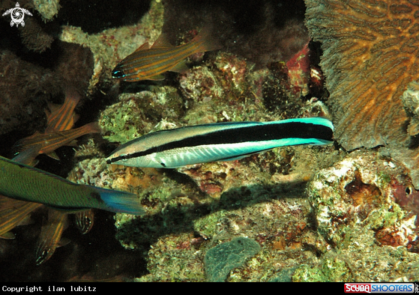 A reef fish