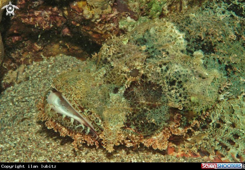 A scorpion fish