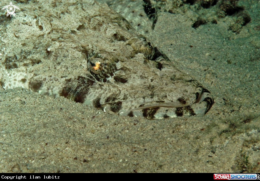 A Crocodilefish