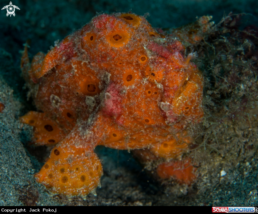 A Painted frogfish