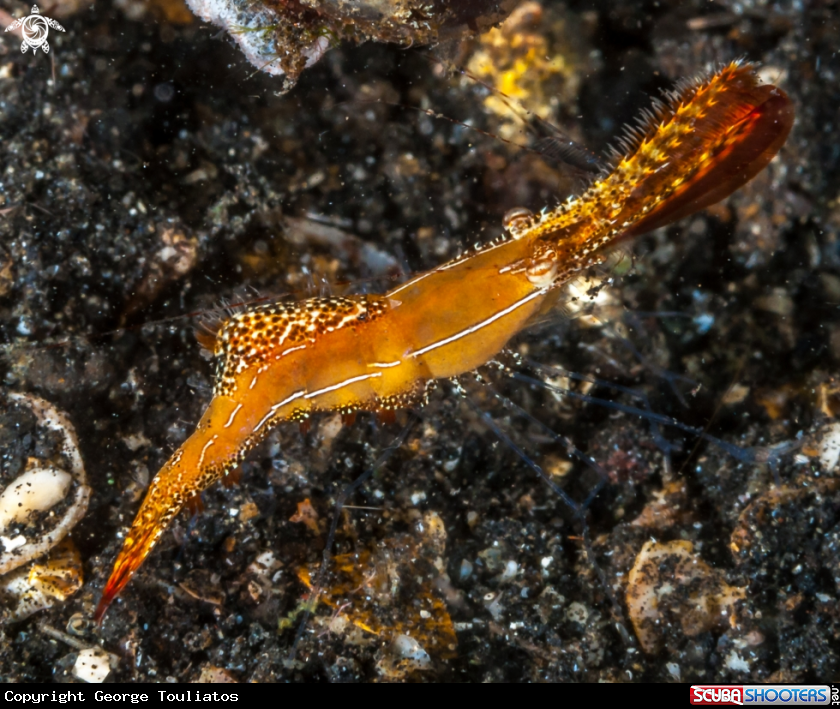 A Donald Duck Shrimp