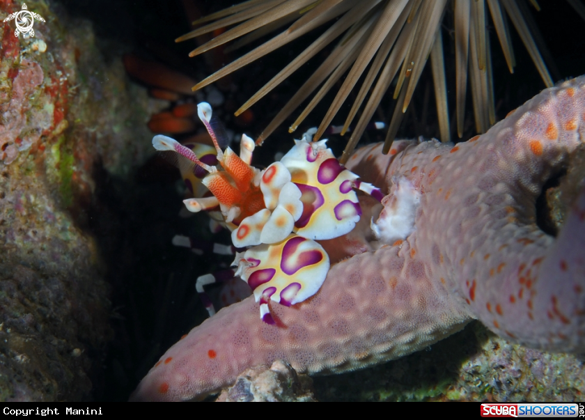 A Harlequin Shrimp