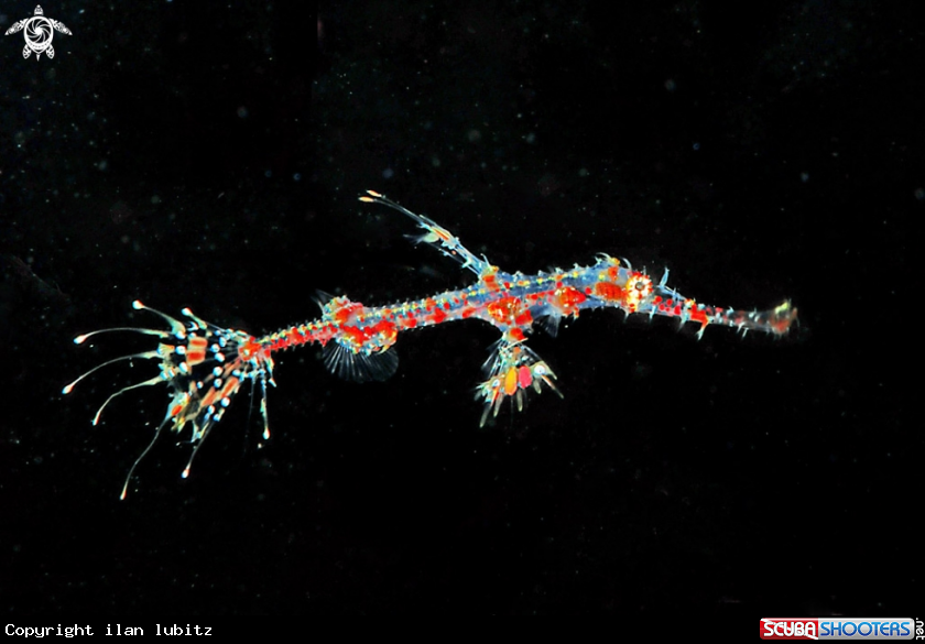 A ghost pipefish