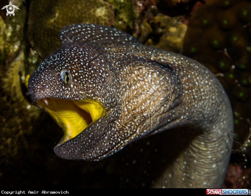 A underwater creature