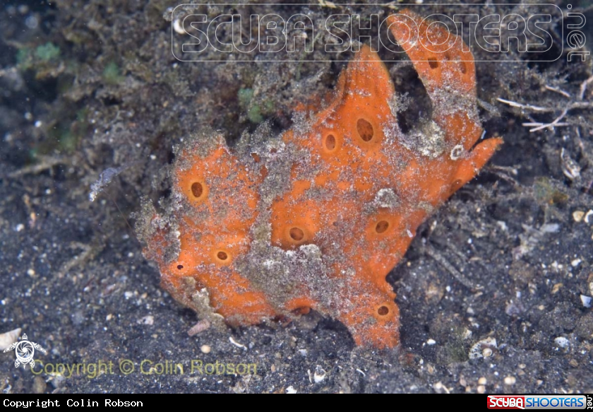 A Frog Fish