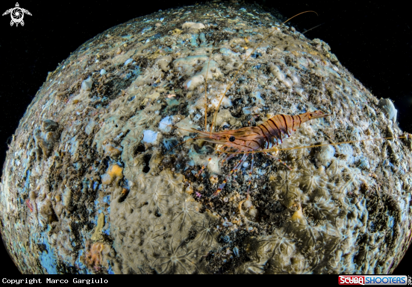 A Common Palaemon Shrimp