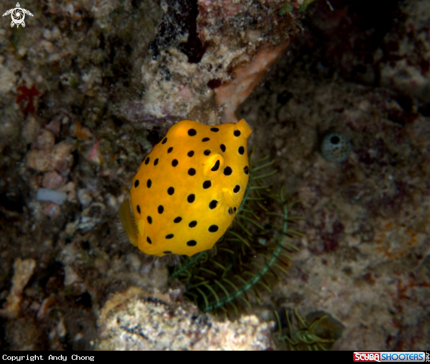 A underwater creature