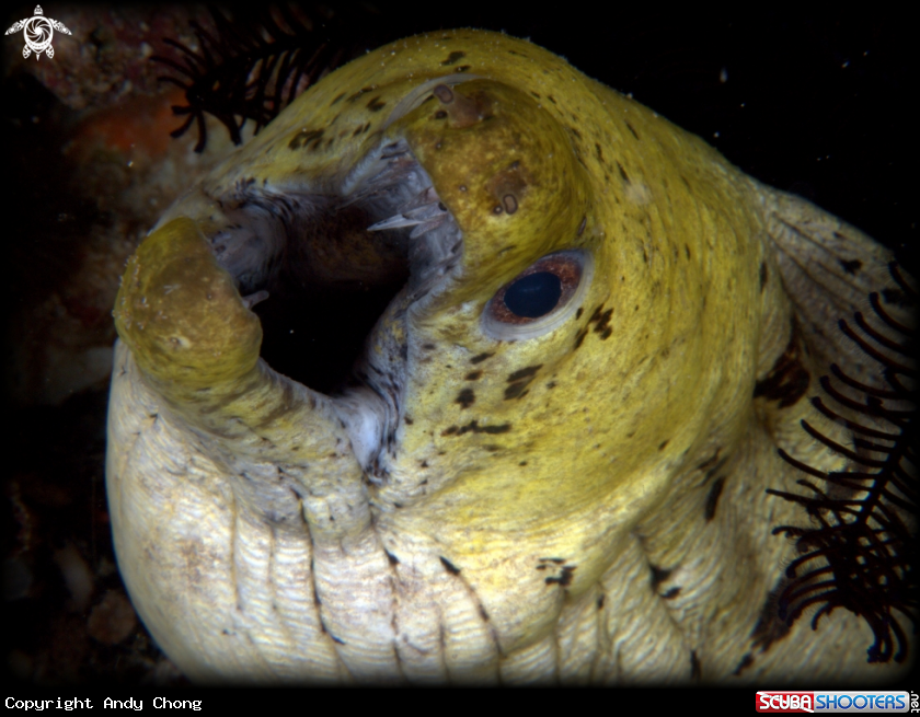 A underwater creature