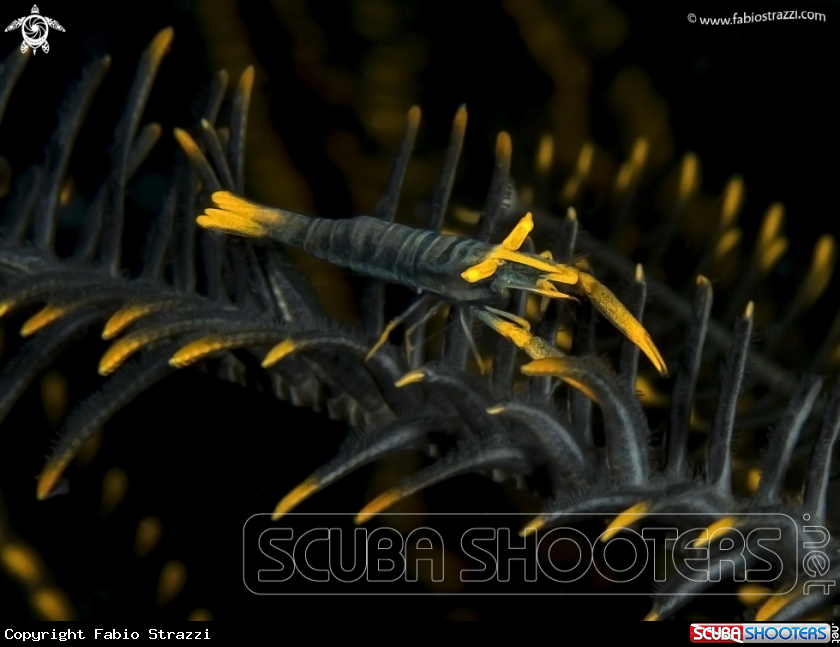 A Crinoid shrimp