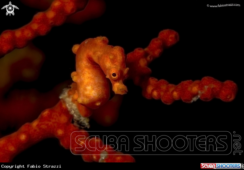 A Pigmy seahorse