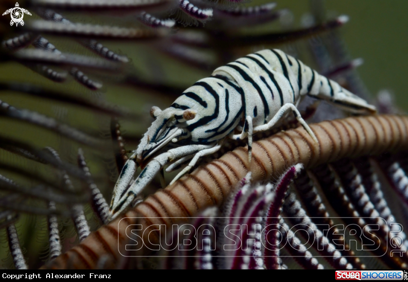 A Crinoid Shrimp