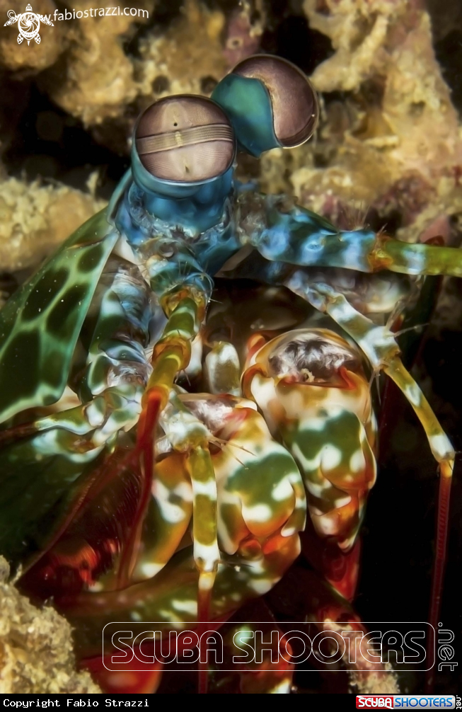 A Mantis shrimp