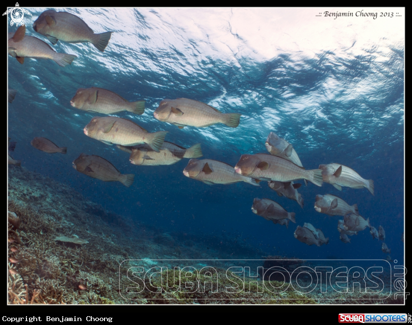 A Bumphead Parrot FIsh