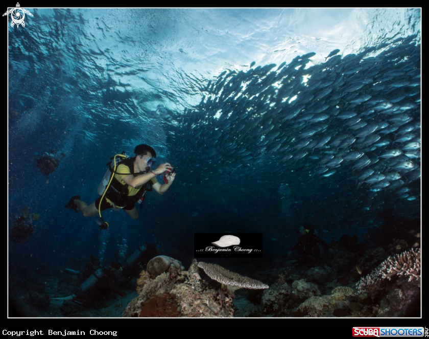 A underwater creature