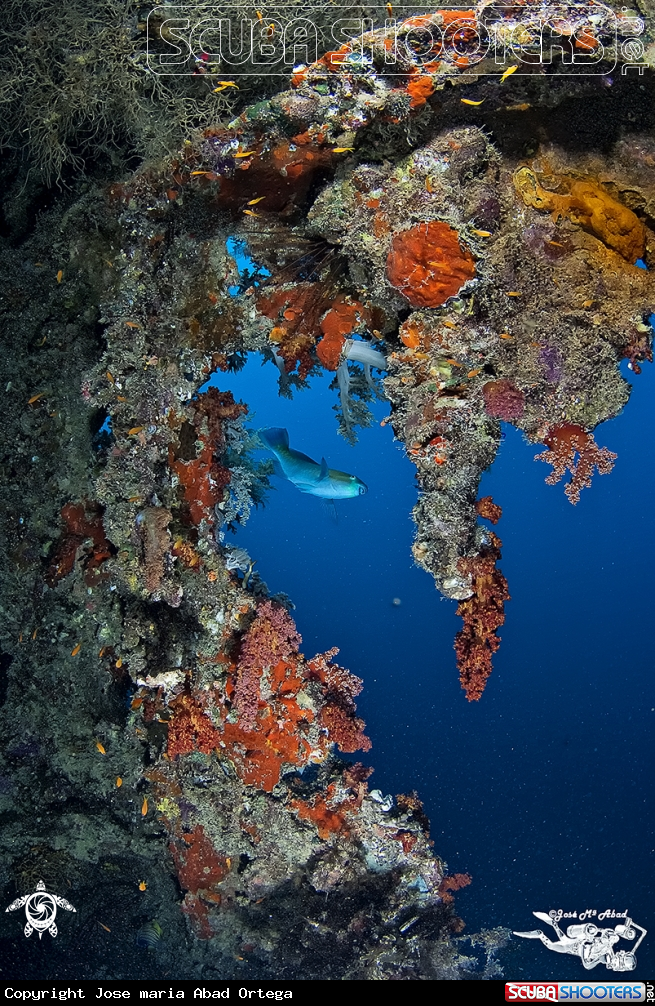 A underwater creature