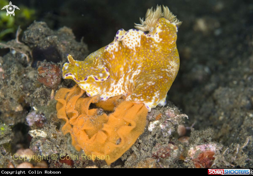 A nudibranch