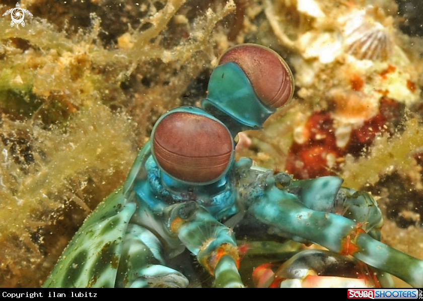 A Mantis shrimp